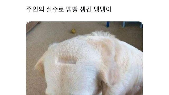 주인의 실수로 땜빵 생긴 댕댕이,,