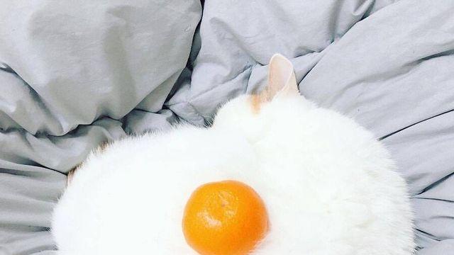 남의집 고양이 필살기 계란후라이!?