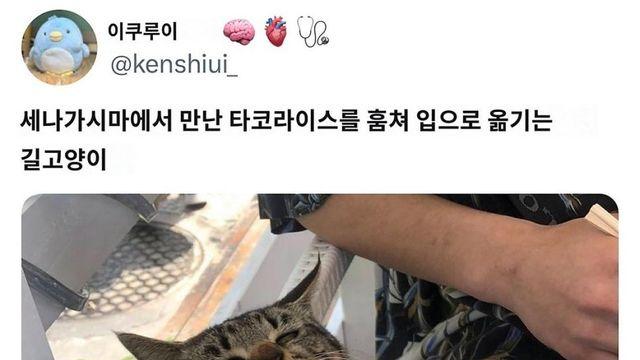 타코라이스를 훔치는 고양이