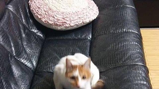 집고양이 3년이면…jpg,,