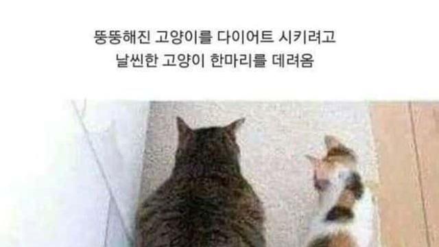 뚱냥이 다이어트를 위해서 날씬한 냥이 데려다놨더니…,,