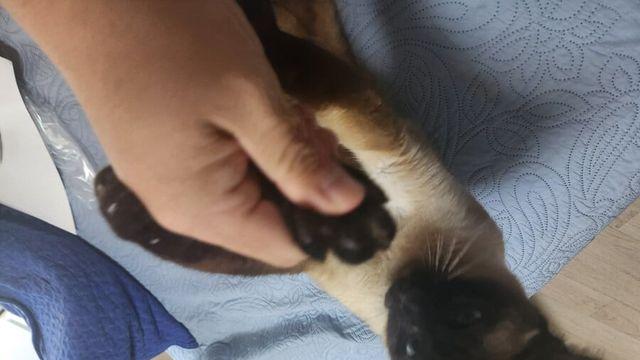살려주세요 우리집 고양이가 날 사회적으로 죽이려고 해요……