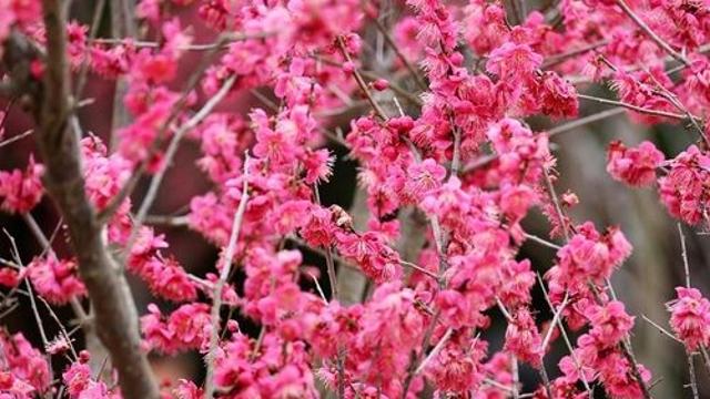 신안군 임자도 국내 최대 홍매화 섬 됐다…5만주 심어