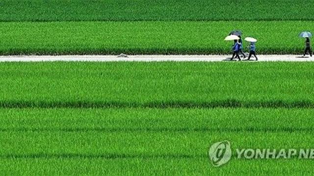 [날씨] 낮 최고 36도…'입추' 무색한 폭염 속 강한 소나기