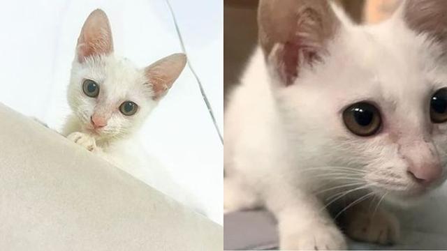 임시보호처서 돌아온 새끼 고양이가 보인 수상한 변화 [함께할개]