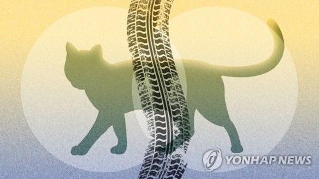 제주 로드킬 연간 5천건 이상 발생…고양이 다수