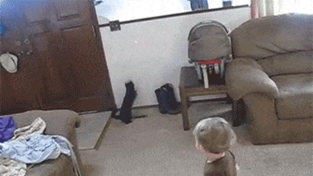 레이져는 냥이에게만 통하는게 아니다	.gif,,