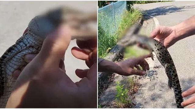 경남 사천에서 '악어' 발견... 악어 중에서도 위험하기로 유명한 그 악어