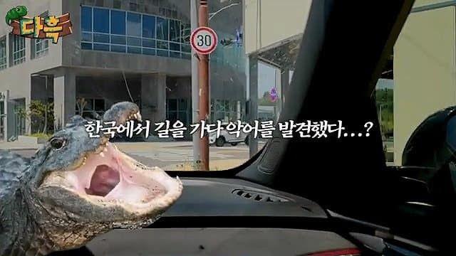 실제로 국내에서 길을 가다가 발견돤 바다악어