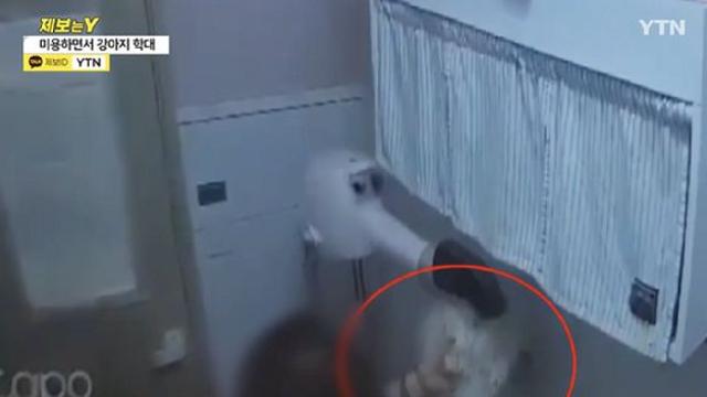 미용 맡긴 강아지 '퍽퍽' 학대한 미용사…수사기관은 