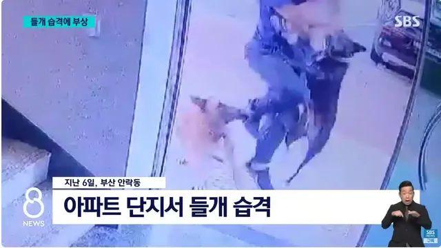 부산 아파트 단지 들개 습격,,