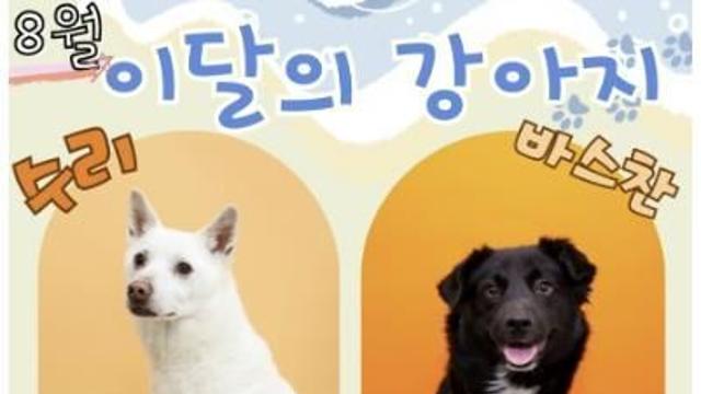 유기견 새 가족 찾기, 수원시 팔달구 8월 '이달의 강아지'