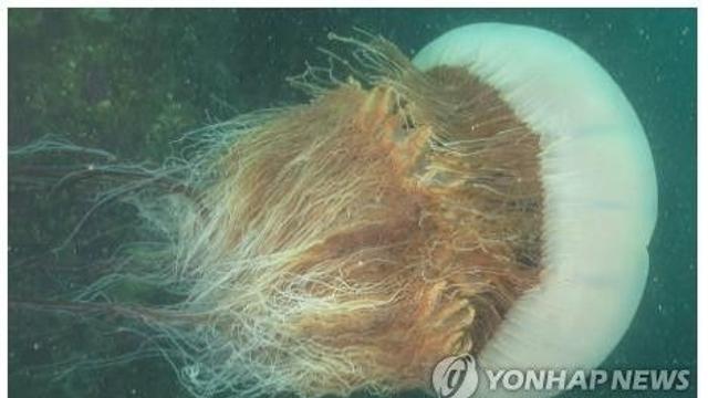 독성 해파리 유입 역대 최대…해수욕장·어가 '몸살'