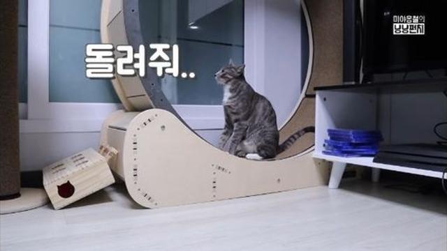 냥이가 사람한테 캣휠을 돌려달라고 하는 이유..