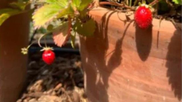 '평범한 딸기' 사진 한 장에 왜 전세계가 흥분할까?