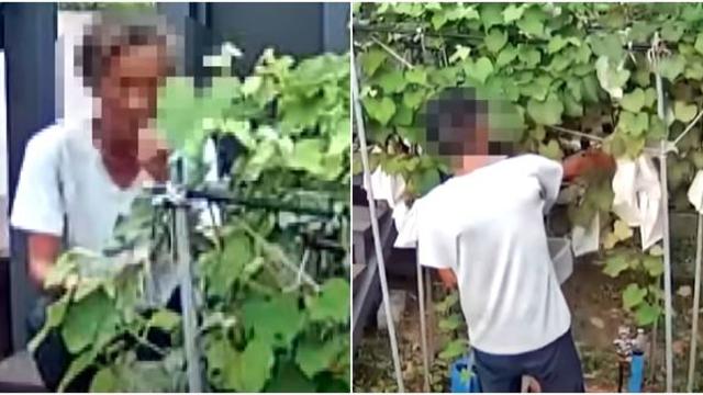 “제 농장에서 3번이나 포도 서리해 간 남성 고발합니다, 주인 행세까지 했네요” (영상)