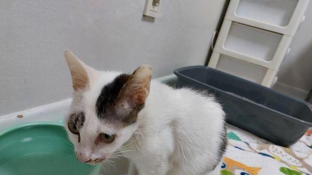 아기때부터 키운 고양이 근황.jpg..