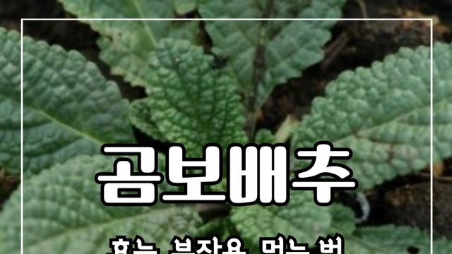 곰보배추 효능 10가지 및 부작용 및 먹는 방법