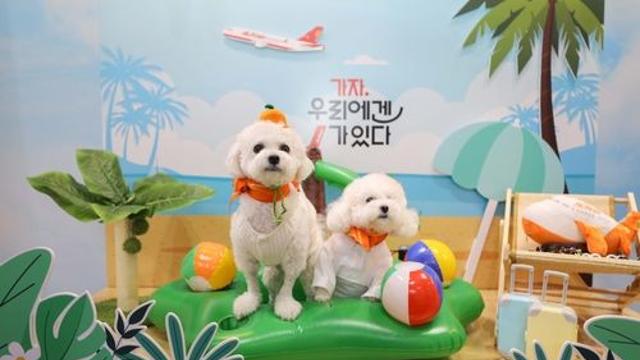 제주항공, 1∼7월 반려동물 동반탑승 1만1천건…5년새 2.7배↑