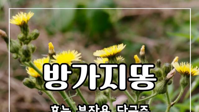 방가지똥 효능 10가지, 부작용, 담금주 만드는 법