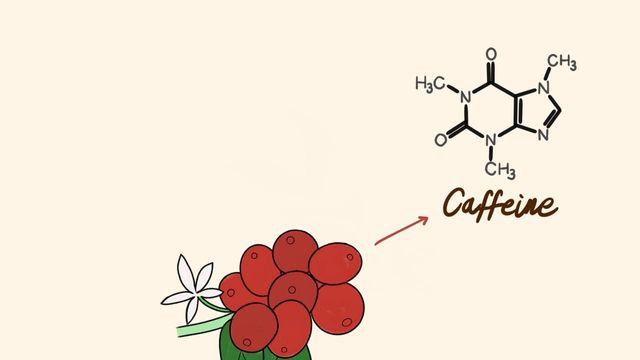 디카페인 커피에 대한 속설과 궁금증을 파헤쳐 보자