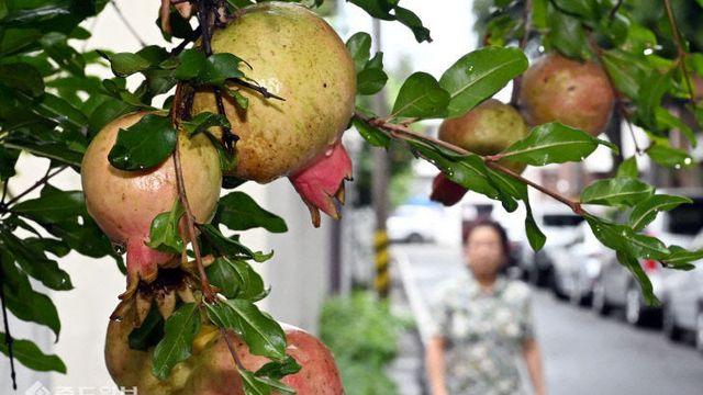 [날씨] 처서 지났지만 폭염 지속…일부 지역 소나기도