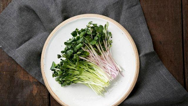 브로콜리보다 항암성분 많은 무순, 설포라판 함량 4.8배