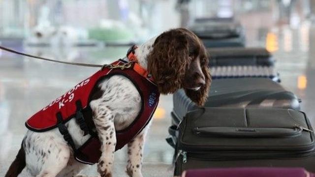 개가 1주일 전 발자국을 추적하는 비결은…신간 '냄새 킁킁'