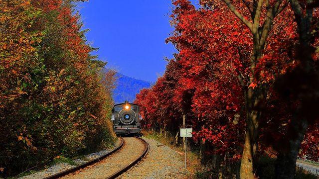 가을엔 곡성 섬진강변 따다 증기기관차 타고 특별한 여행을!  