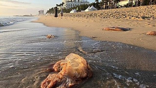 [기후 격변] ① '쏘이고, 찢기고'…동해안 최북단까지 습격한 해파리