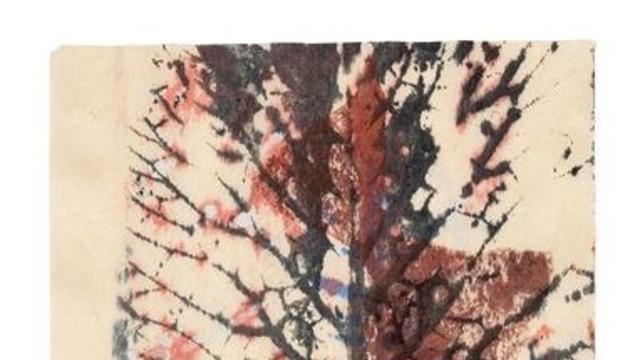 멕시코 작가 가브리엘 오로스코가 만든 '식물도감'