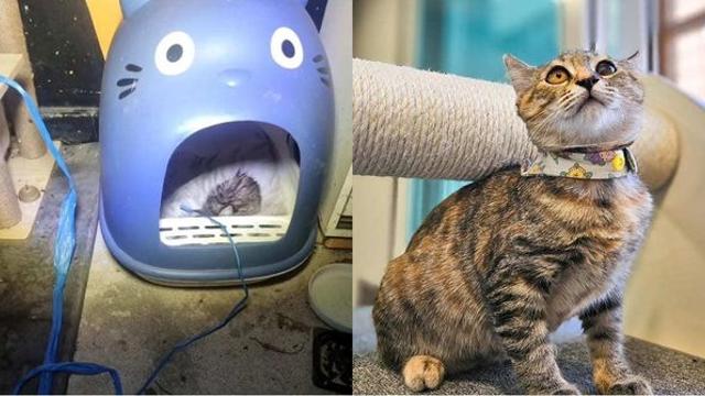 비 오던 밤 낡은 캣타워와 함께 길고양이 급식소에 버려진 소담이 [함께할개]
