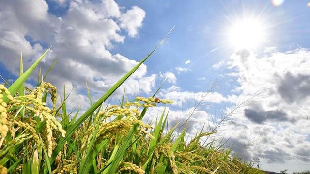 “추석 며칠 전까지...” 기상청이 오늘 내놓은 당황스러운 날씨 예보