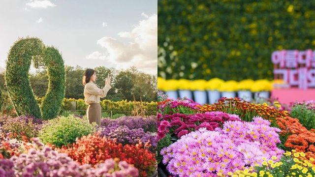 진한 가을 향기 만끽하고 싶다면, 전국 국화 축제 3 #가볼만한곳