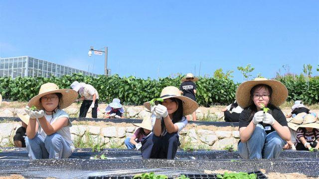 아이들이 직접 심은 배추, 지역사회 김장 기부로