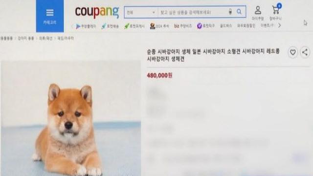 “살아있는 강아지가 택배로 배송됩니다”…쿠팡 판매글 ‘시끌’