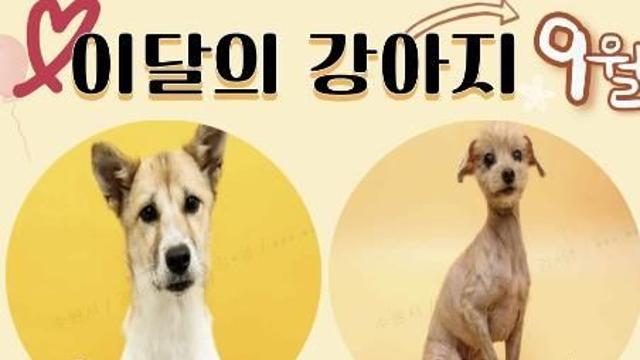 유기견 새 가족 찾기, 수원시 팔달구 9월 '이달의 강아지'
