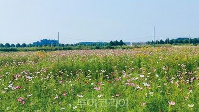 코스모스 만발한 '부안 반려동물 놀이터 코스모스 산책로'에서 가을 정취 만끽!