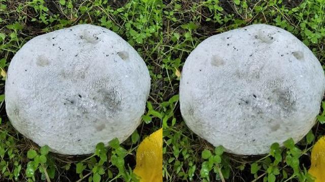 전북 남원서 11년 연속 발견… 독특한 모양의 '이것' 정체는?