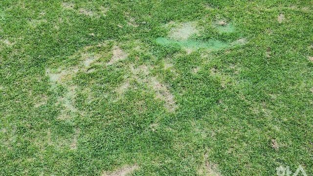 [현장에서] 한국 선수, 일본 구단-기자 모두 당황한 'K-잔디'의 참혹한 상태