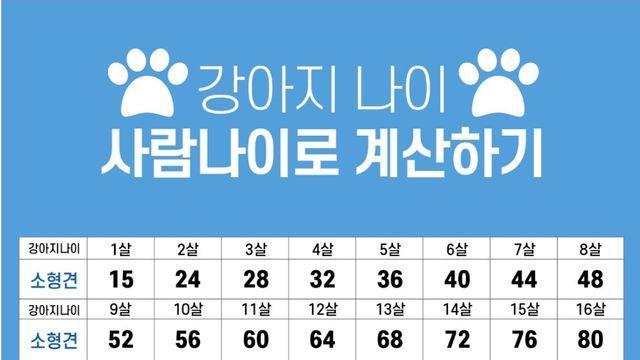 강아지 and 고양이 나이 사람 나이로 계산하기