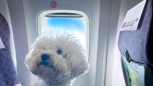 '포동 전용기' 4번째 비행...LG유플러스, 반려견 여행 서비스 확대