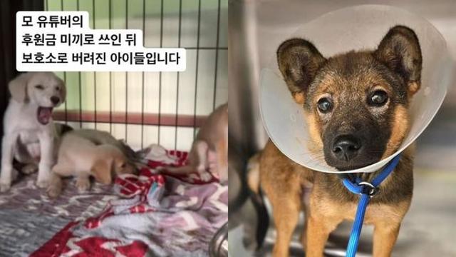 “유튜버 후원금 미끼로 쓰인 뒤 보호소에 버려졌습니다” [함께할개]