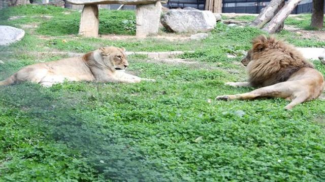 갈비 사자 '바람이' 돌보던 사육사, 폐원한 동물원서 홀로 생활하다 숨진 채 발견