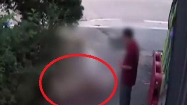 반려견 셋이 길고양이 물어 죽이는데…견주는 멀뚱멀뚱