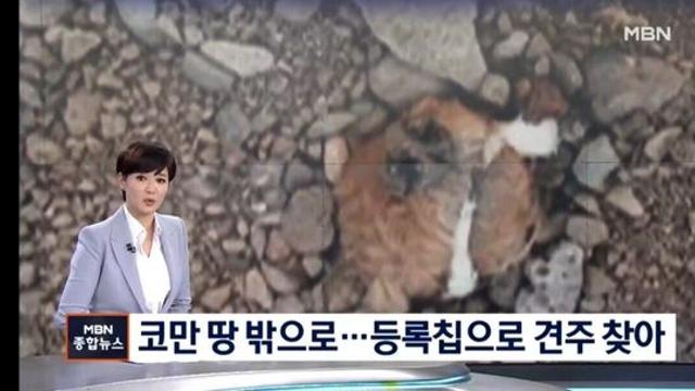 강아지를 코만 빼고묻어버린 주인.jpg