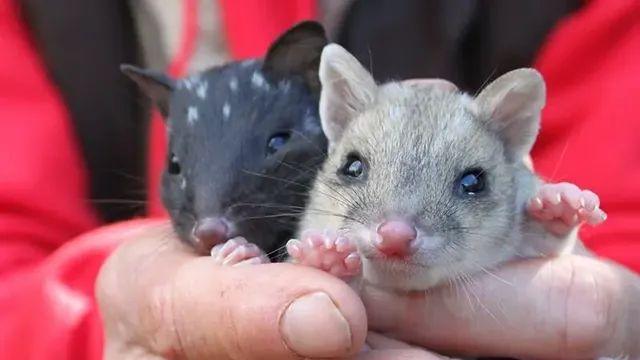 길고양이 몰살 사업 후의 호주 상황