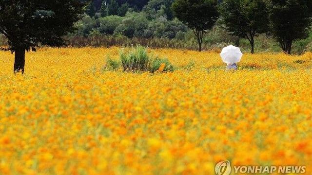 [날씨] 오늘 출근길 쌀쌀, 낮엔 더운 가을볕…쾌청·큰 일교차