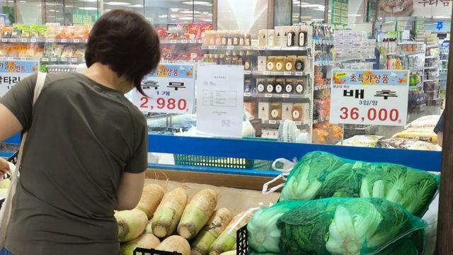 걷잡을 수 없이 오른 배춧값… 중국산 배추 수입으로 잡나?