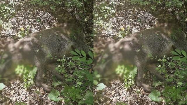 창덕궁서 '몸무게 90kg' 대형 멧돼지 출몰… 수색 끝에 1마리 사살
